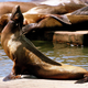 Illustration for article titled California Is In the Middle of a Sea Lion Crisis